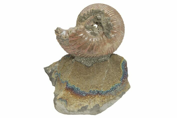 Iridescent, Pyritized Ammonite (Quenstedticeras) Fossil Display #207118